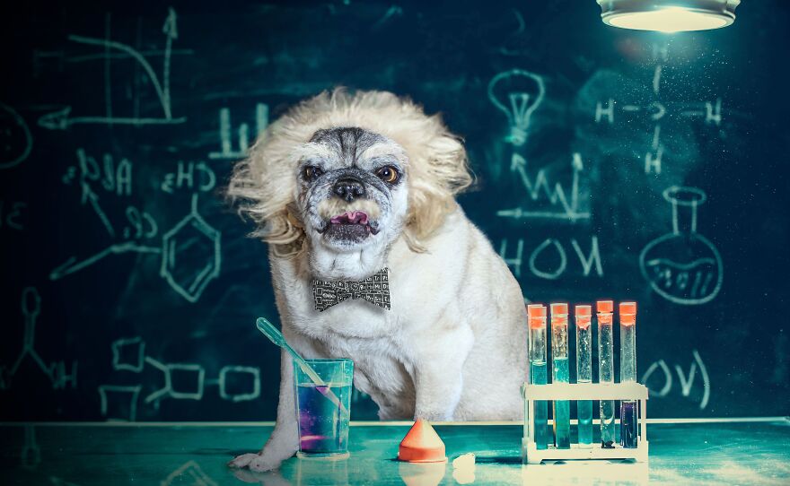 I Photographed 50 Dogs And Photoshopped Them Into Their Alter Egos. Here Are 15 Of My Favorites.