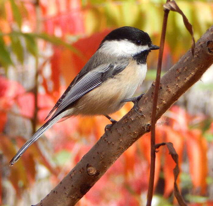 Black-Capped Chickadee