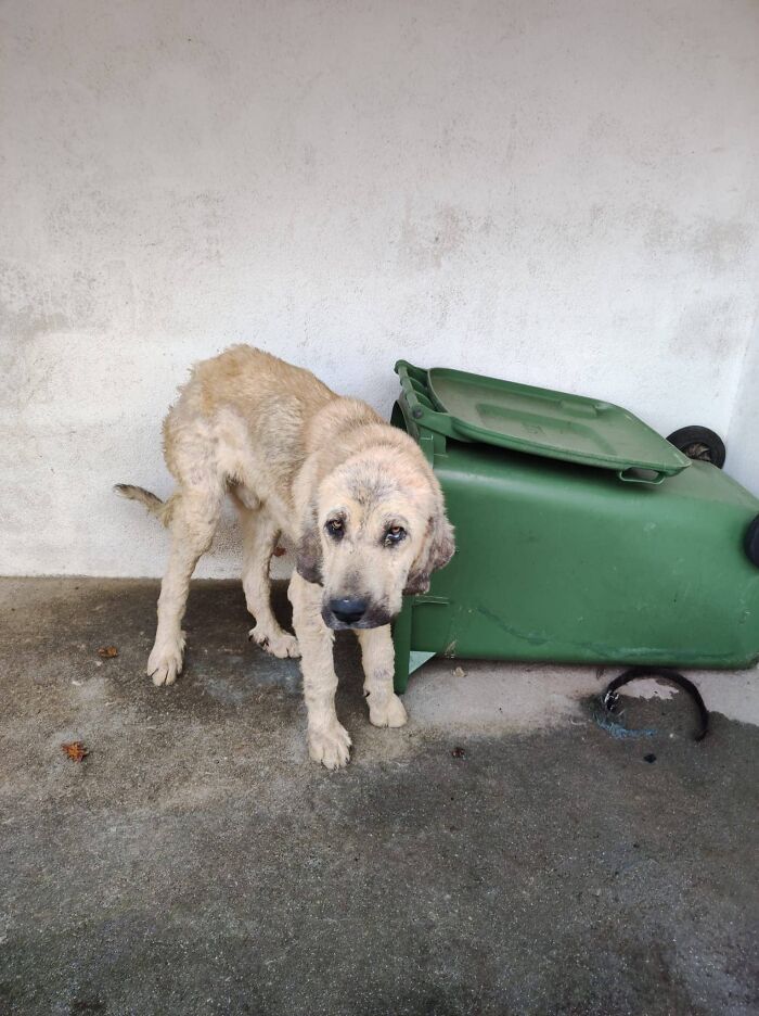 This Dog Got A Second Chance At Life, And His Tail Wags More Than Ever - 1