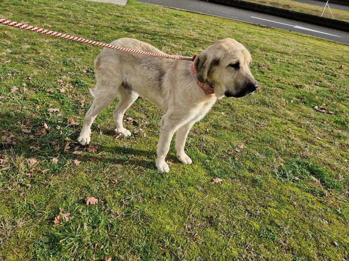 This Dog Got A Second Chance At Life, And His Tail Wags More Than Ever - 4