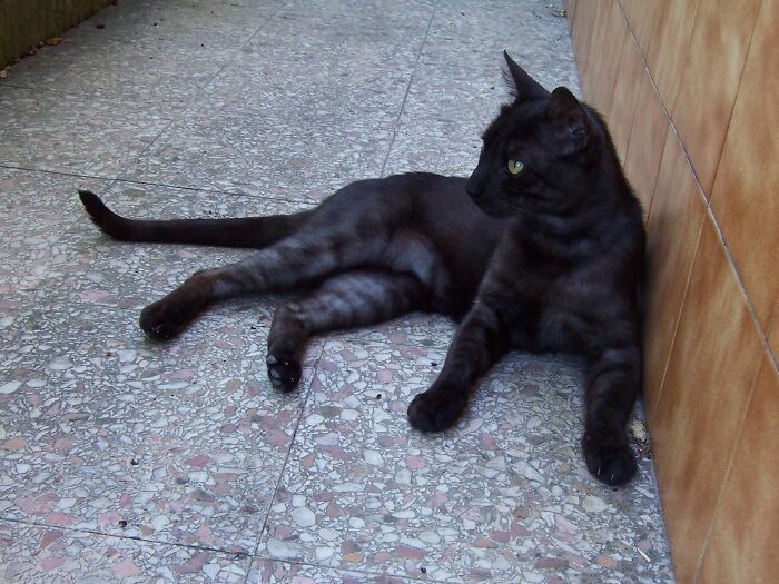 Behold My Mini Black Tiger