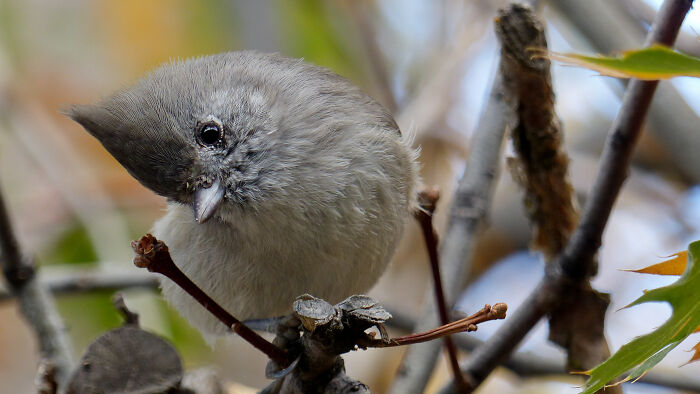 Mountain Titmouse
