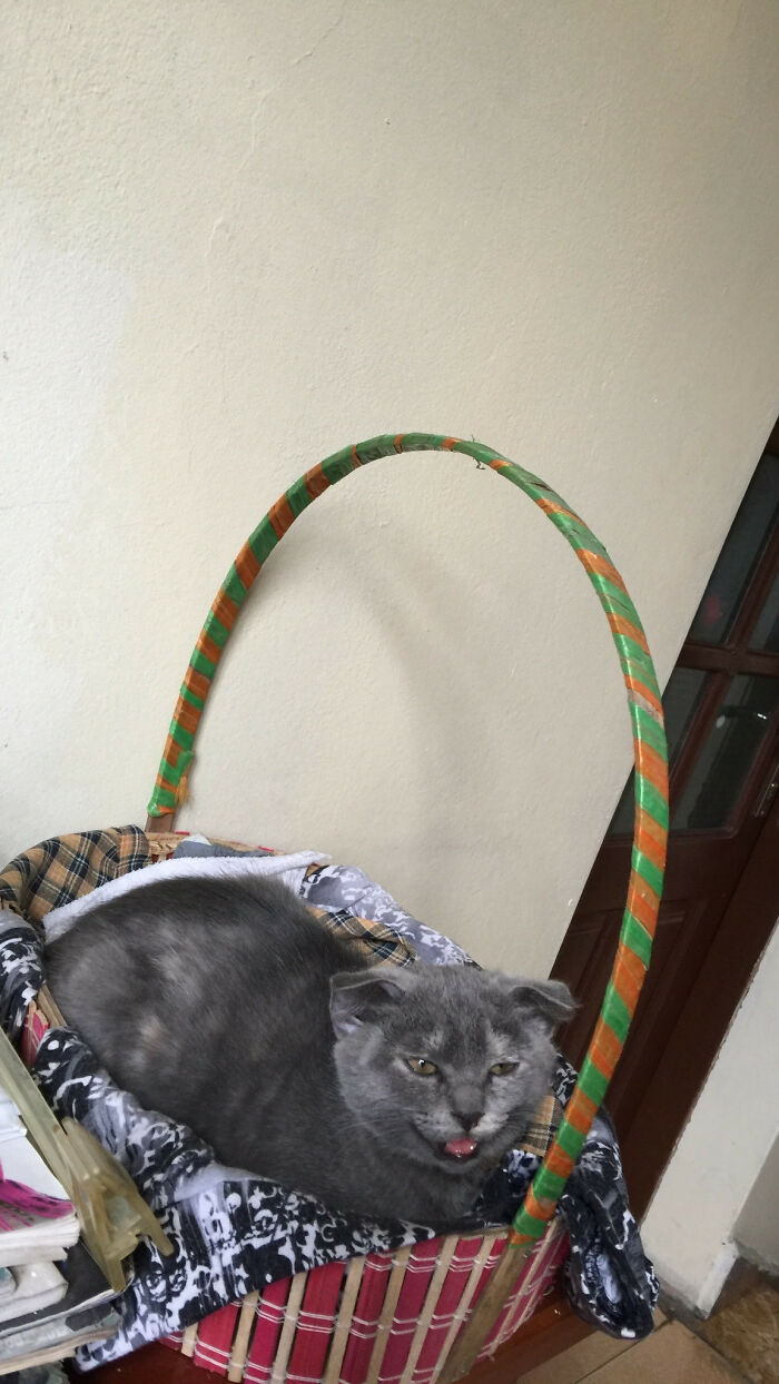 Suchee Protests Every Time She Sees Anything Close To A Camera And Tries To Lick It