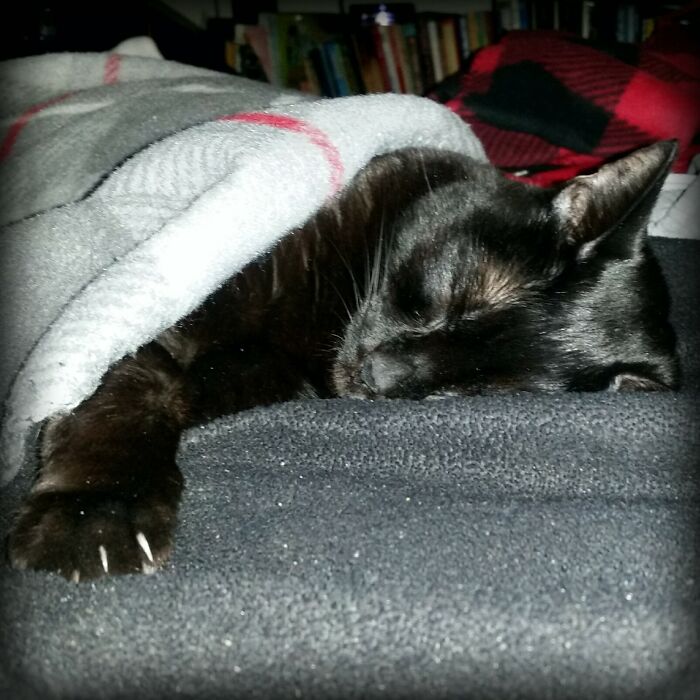 Scarlett A.k.a "The Babies" Sleeping Under Her Blankie