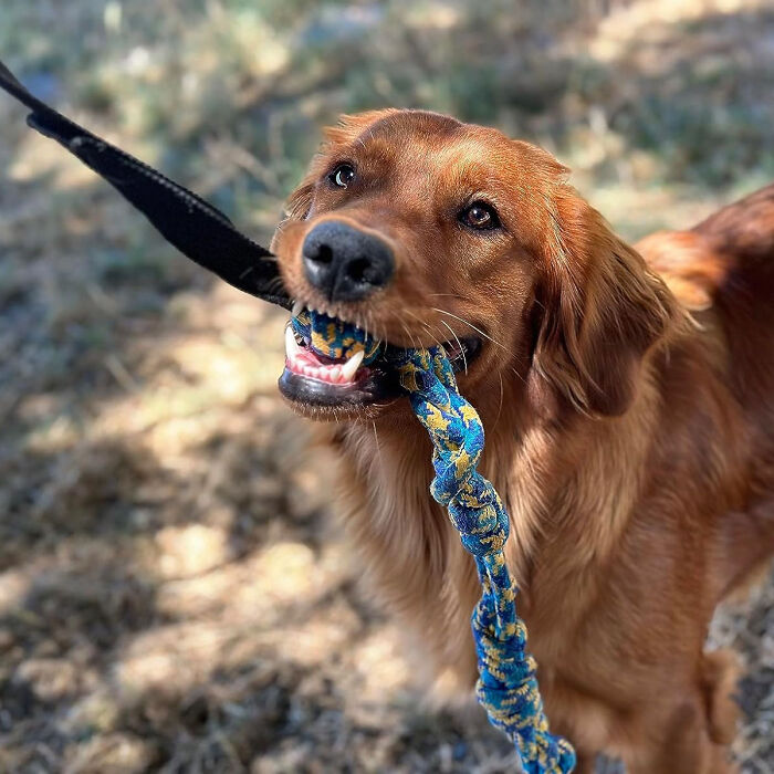 Leap, Play, Repeat: Outdoor Bungee Tug Toy - Ultimate Tree-Hanging Fun For Dogs