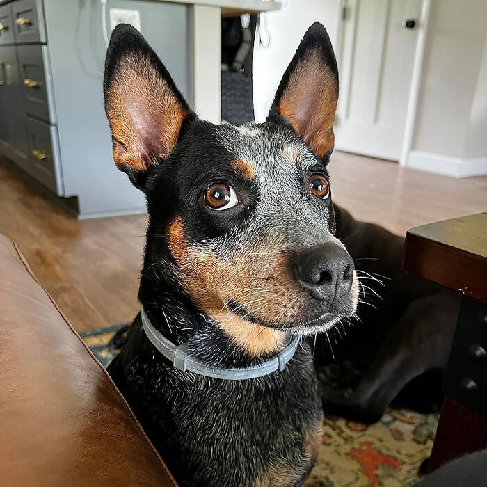 Embrace Itch-Free Adventures: This Flea & Tick Collar Offers 8 Months Of Protection For Your Furry Friend