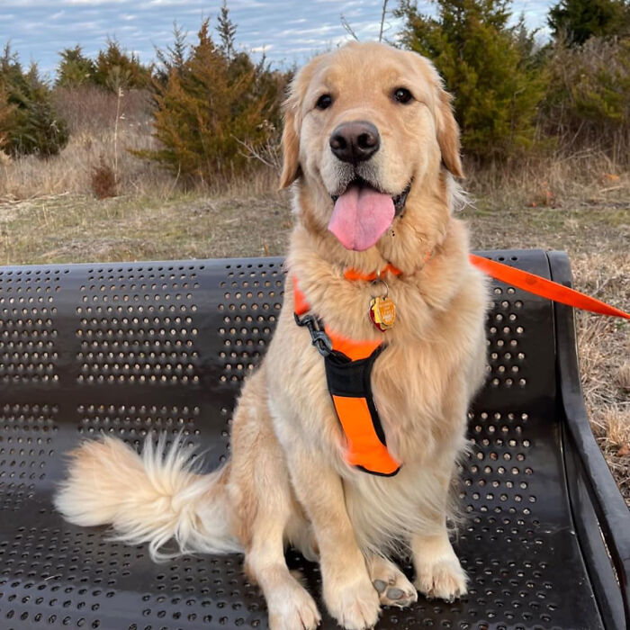 Stroll In Comfort: The No-Pull Dog Harness - Perfect Control And Safety For Large Dogs On The Move