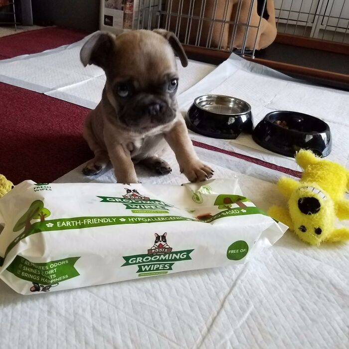 Stay Fresh Everywhere: Hypoallergenic Dog Grooming Wipes - The Ultimate Portable Solution For Your Pup's Cleanup