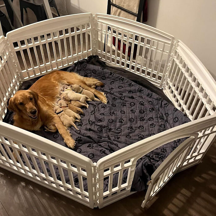 Secure Playtime Paradise: The 24" Exercise 4-Panel Pet Playpen - Your Solution For Happy And Safe Dogs And Puppies