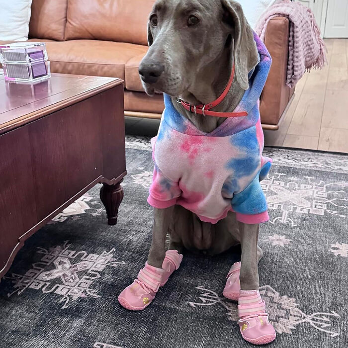 All-Season Paws: Shoes For Large Dogs - From Snowy Trails To Hot Pavements, Keep Their Steps Secure!