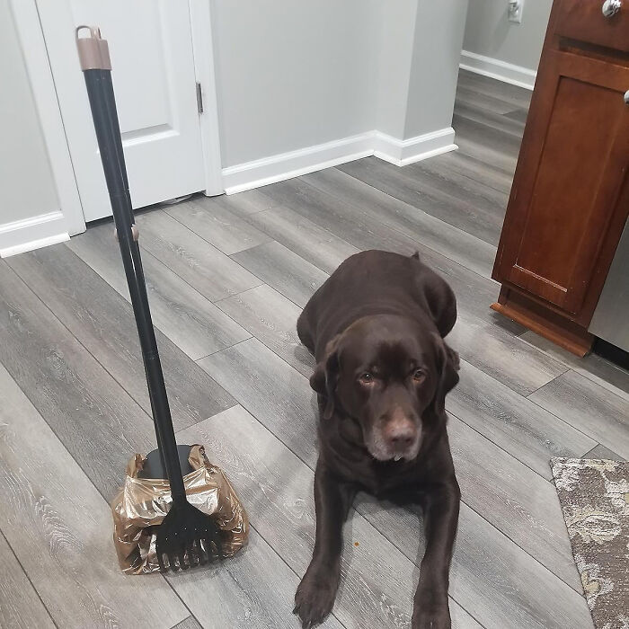 Clean-Up Made Easy: Discover The Arm & Hammer Pooper Scooper - Your Big Dog's Cleanup Companion