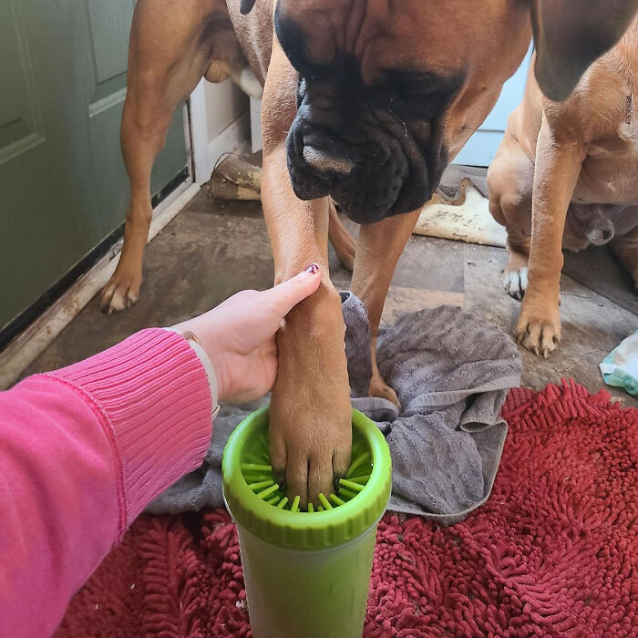 Say Goodbye To Dirty Paws With This Portable Paw Cleaner - A Big Dog's Best Friend For Spotless Paws!