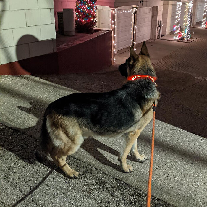 Light Up Your Night Walks: The Ultimate LED Dog Collar For Safe & Stylish Evening Strolls With Your Big Buddy