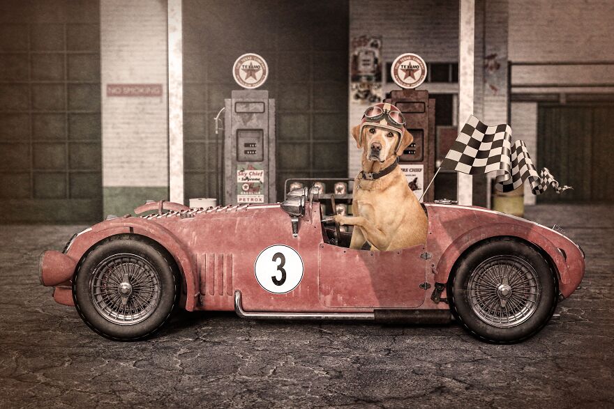 I Photographed 50 Dogs And Photoshopped Them Into Their Alter Egos. Here Are 15 Of My Favorites.