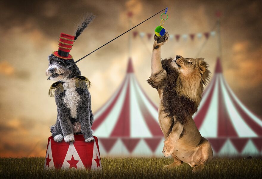 I Photographed 50 Dogs And Photoshopped Them Into Their Alter Egos. Here Are 15 Of My Favorites.