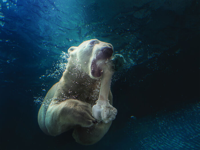 To Hold A Bone In Its Mouth