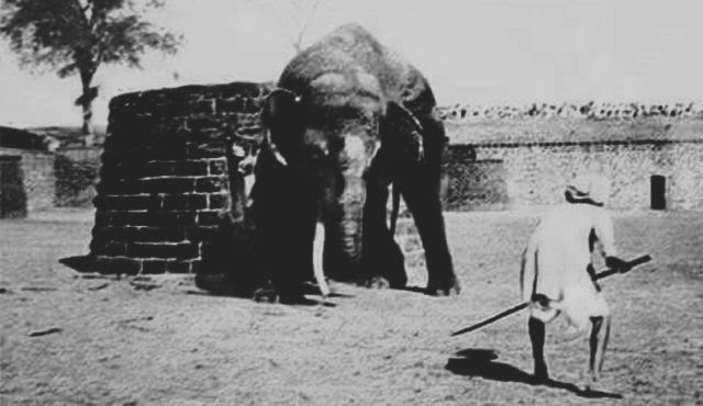 “Sathmari : Witness The Majestic Elephant Fighting”