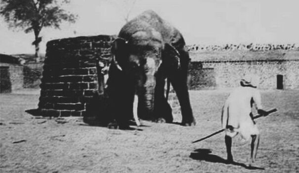 "Sathmari : Witness The Majestic Elephant Fighting"