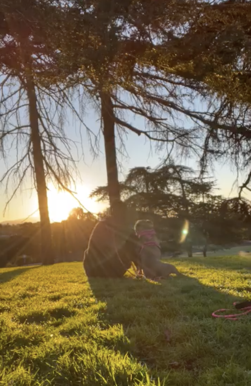 Pit Bull Overjoyed When She Finally Has Friends To Play With After Being Avoided By Other Dogs