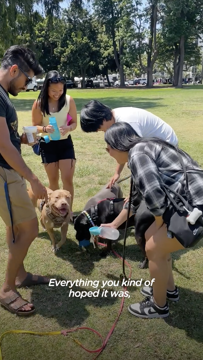 Pit Bull Overjoyed When She Finally Has Friends To Play With After Being Avoided By Other Dogs