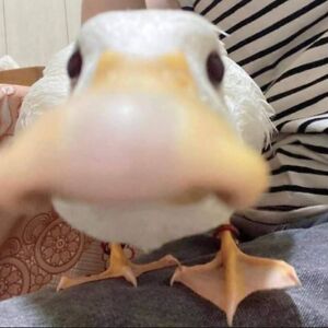 mariancochran avatar