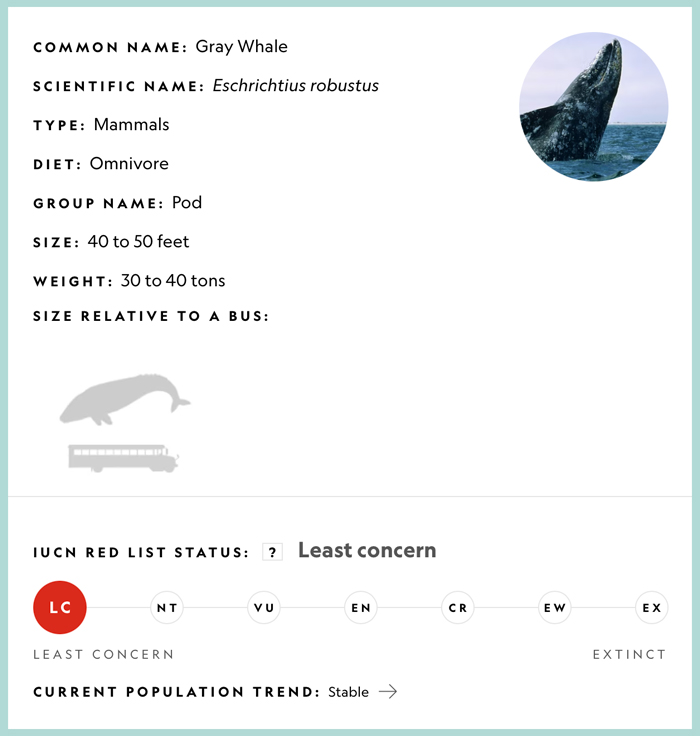 Whale Thought To Have Gone Extinct In The Atlantic Spotted Again After 200 Years Of Absence