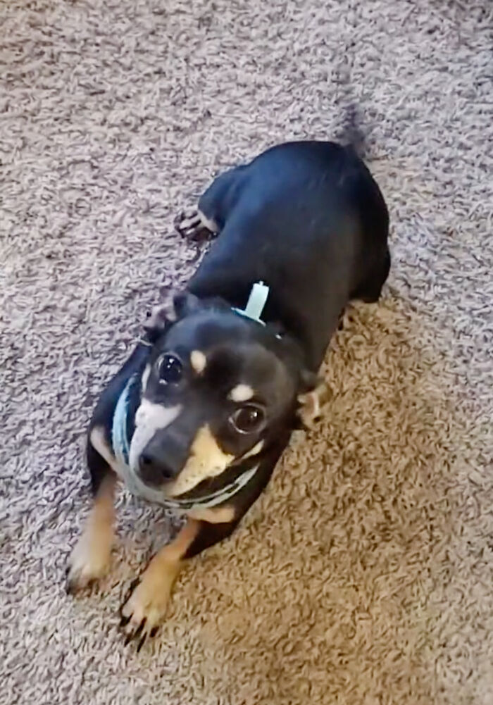 A Woman Discovers Hilarious Reason Why Her Newly Adopted Dog Kept Ignoring Her