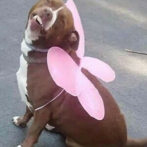 karamaddigan_1 avatar