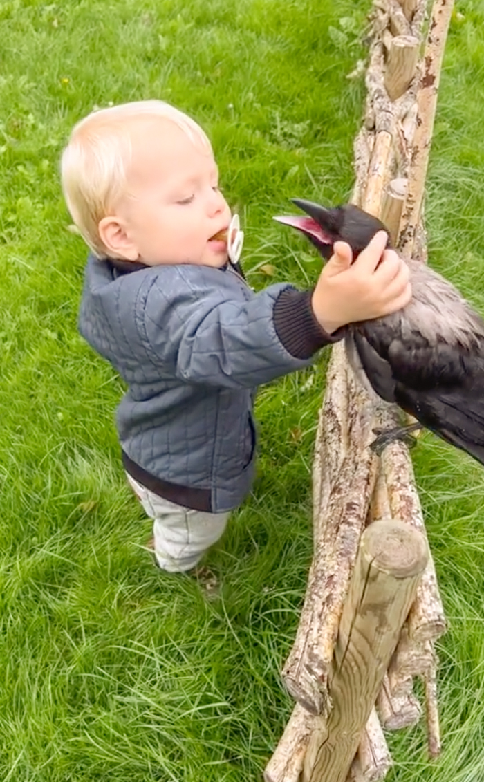 &ldquo;They Have A Special Bond&rdquo;: A 2-Year-Old Boy And His Crow