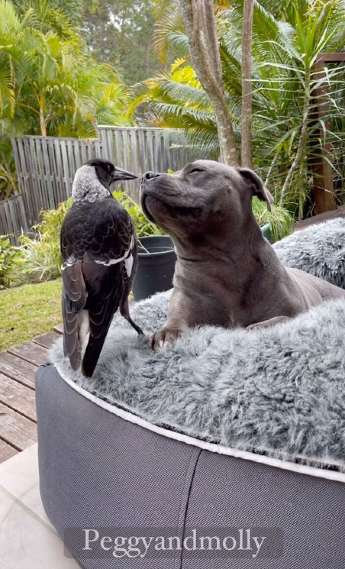 Internet Stirs Online Battle To Reunite Famous Bird Molly With His Canine BFF After Separation