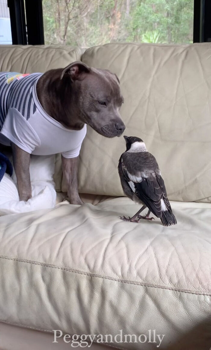 Internet Stirs Online Battle To Reunite Famous Bird Molly With His Canine BFF After Separation