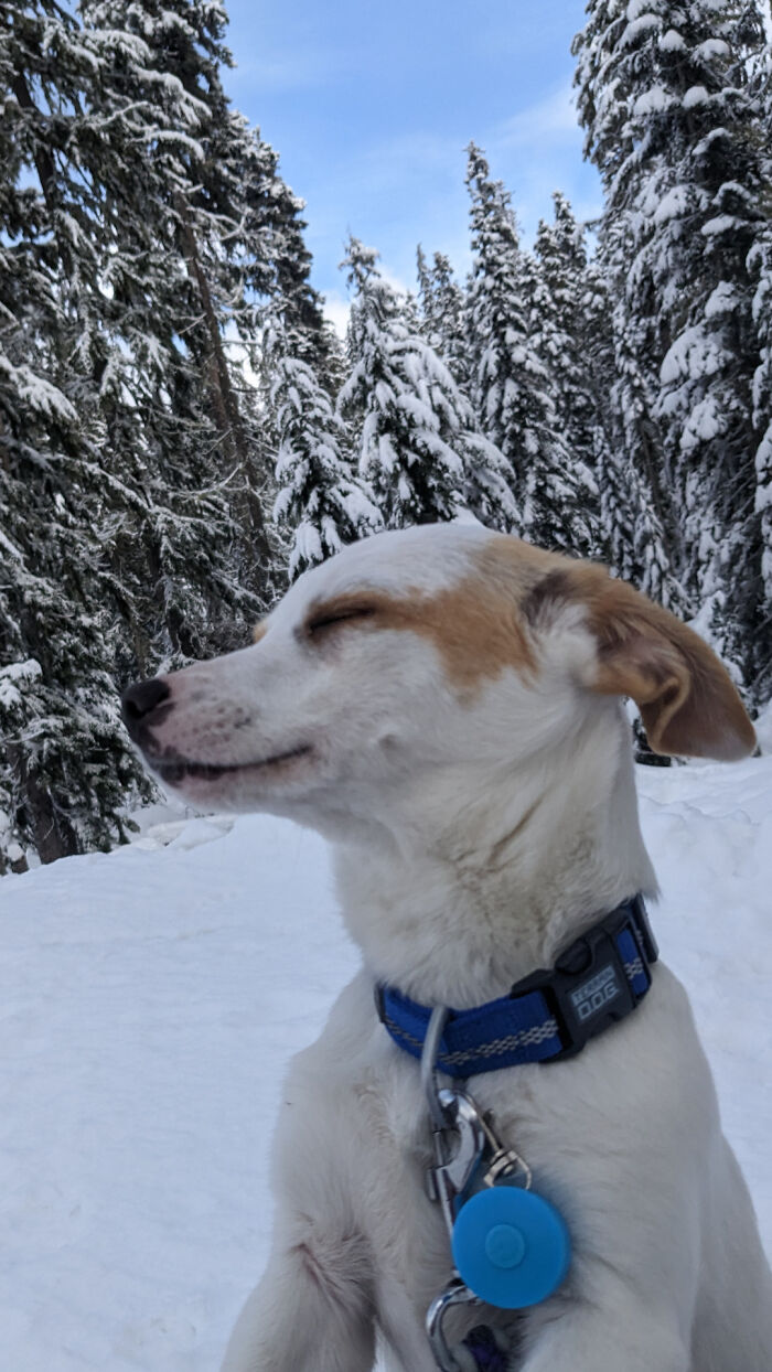 Howard, The Very Very Very Very Very Very Very Very Very Good Boy