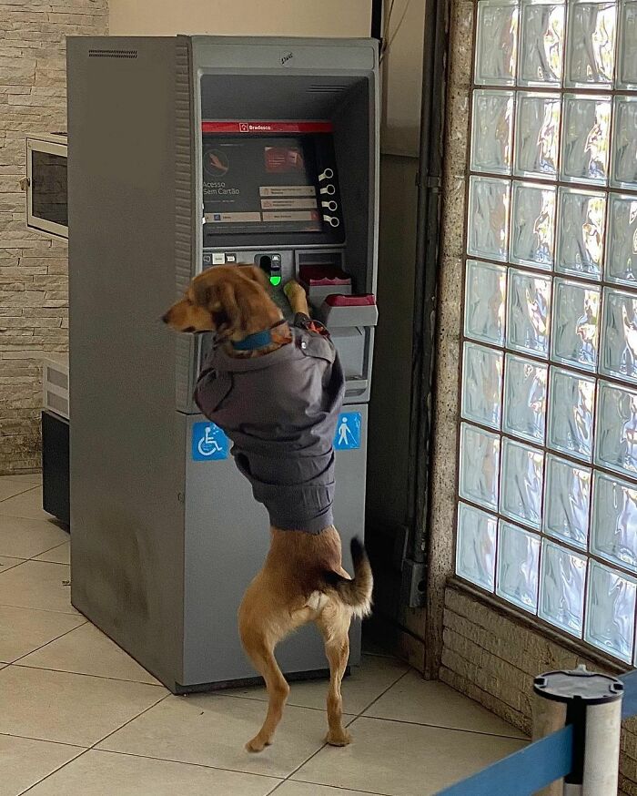 Hired With No Experience: Street Dog Persistently Visited Police Station Until He Got Adopted Hired With No Experience: Street Dog Persistently Visited Police Station Until He Got Adopted