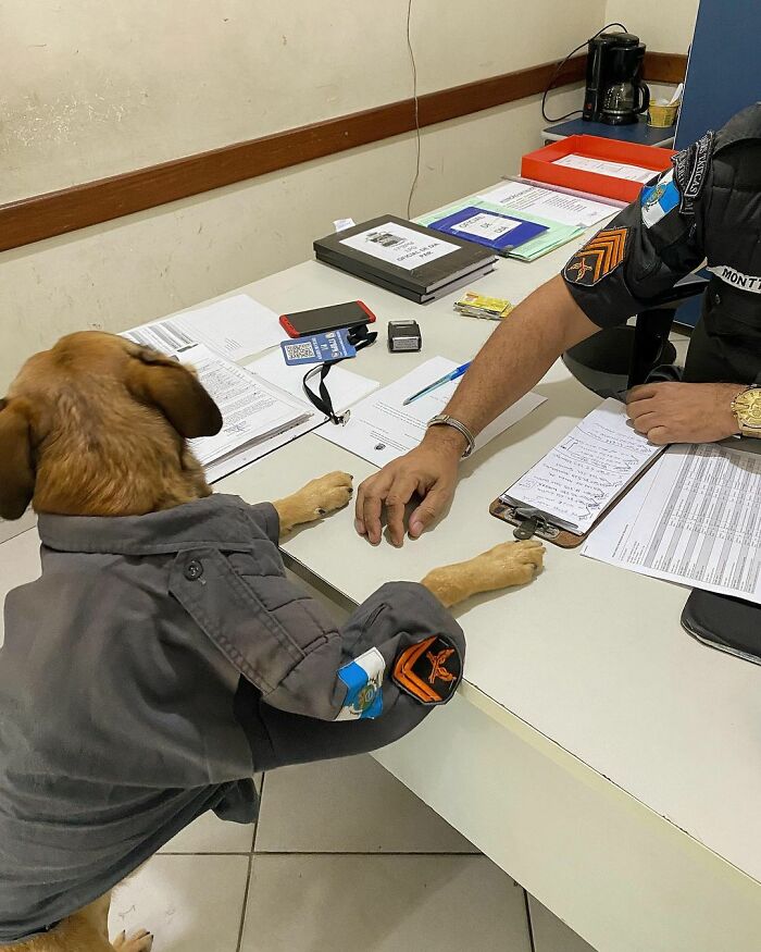 Hired With No Experience: Street Dog Persistently Visited Police Station Until He Got Adopted Hired With No Experience: Street Dog Persistently Visited Police Station Until He Got Adopted