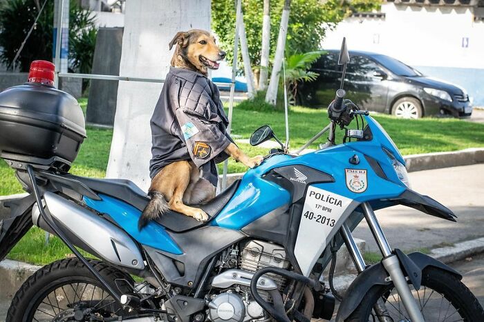 Hired With No Experience: Street Dog Persistently Visited Police Station Until He Got Adopted Hired With No Experience: Street Dog Persistently Visited Police Station Until He Got Adopted