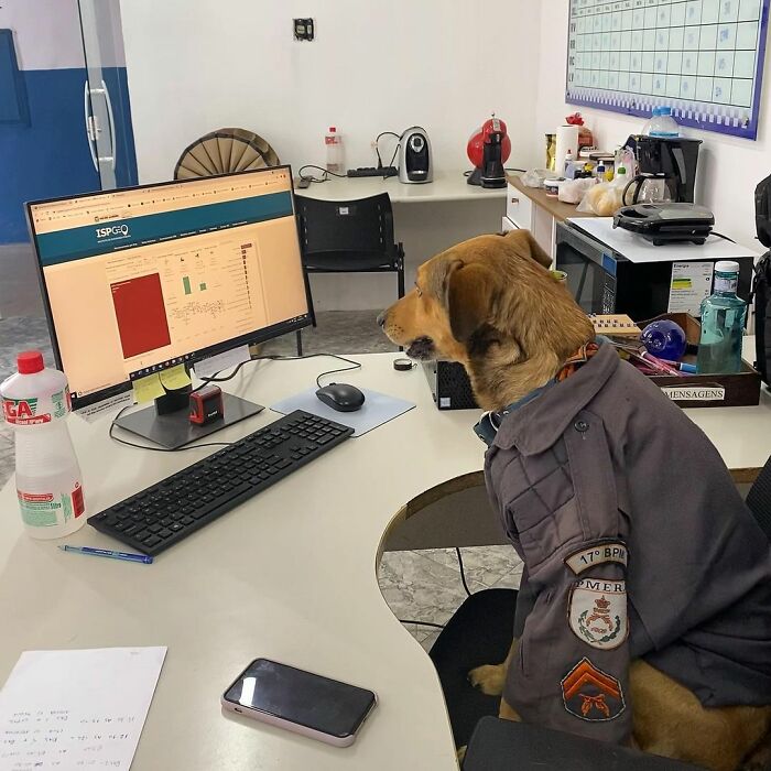 Hired With No Experience: Street Dog Persistently Visited Police Station Until He Got Adopted Hired With No Experience: Street Dog Persistently Visited Police Station Until He Got Adopted