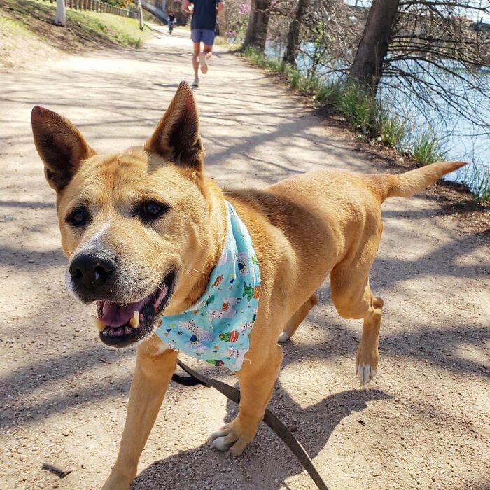 Adorable Video Showing Senior Dog Turning Into A Puppy Thanks To His New Owner - 4