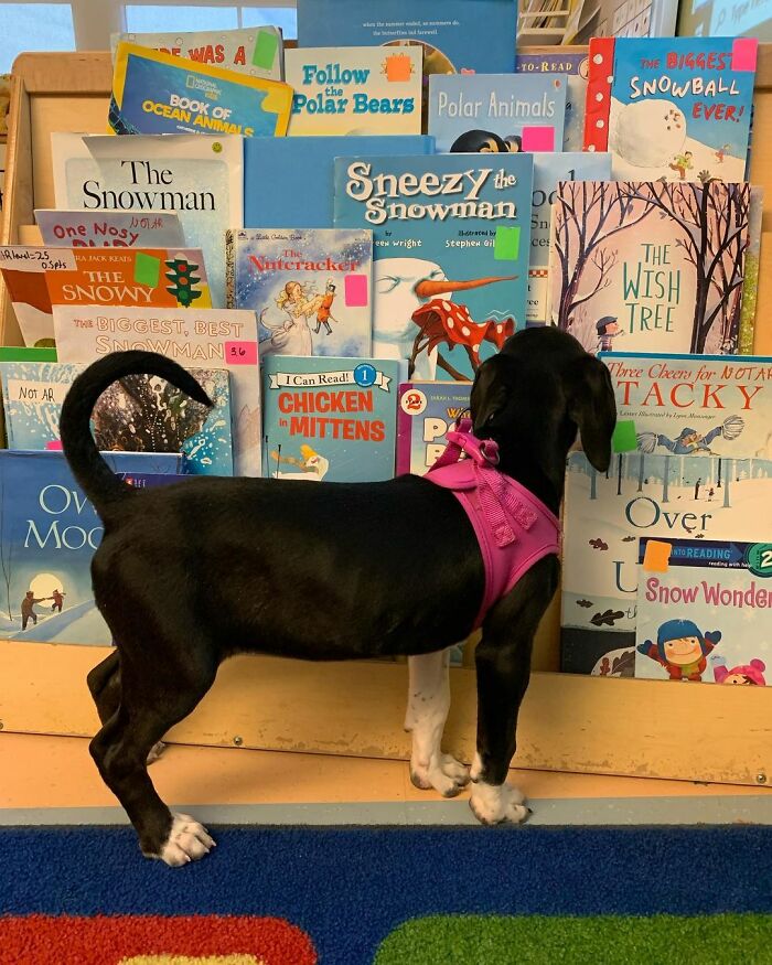 School Introduces Puppies To 1st Graders&rsquo; Reading Lesson, Soon Notices The Pupils Are Doing Better