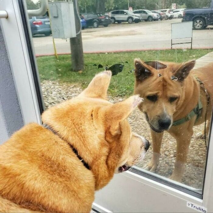Adorable Video Showing Senior Dog Turning Into A Puppy Thanks To His New Owner - 3