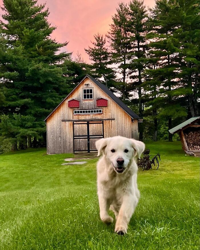 “People Cry Because They Are So Happy”: Visitors Flock To Experience The “Golden Retriever Hour” “People Cry Because They Are So Happy”: Visitors Flock To Experience The “Golden Retriever Hour”