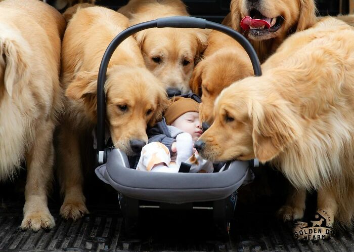 “People Cry Because They Are So Happy”: Visitors Flock To Experience The “Golden Retriever Hour” “People Cry Because They Are So Happy”: Visitors Flock To Experience The “Golden Retriever Hour”