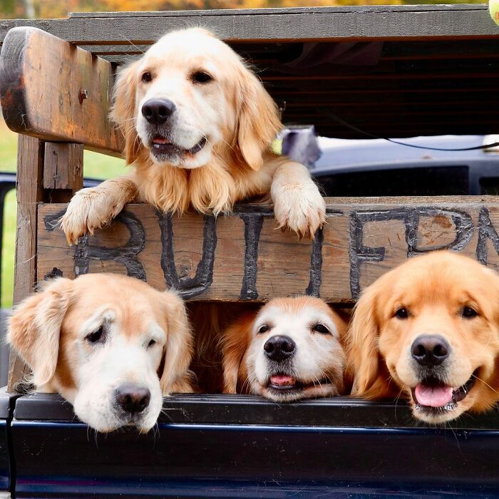 “People Cry Because They Are So Happy”: Visitors Flock To Experience The “Golden Retriever Hour” “People Cry Because They Are So Happy”: Visitors Flock To Experience The “Golden Retriever Hour”