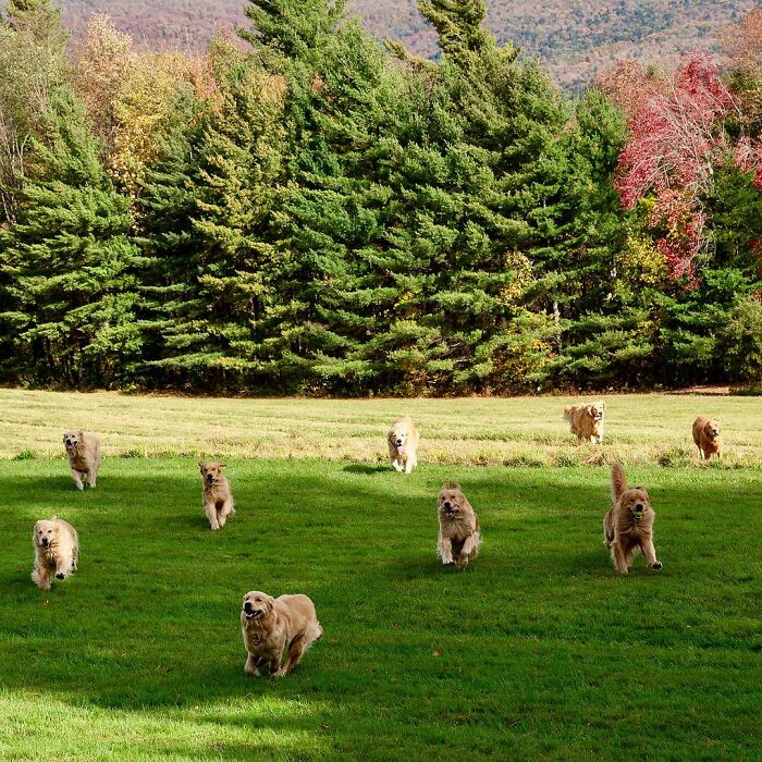 “People Cry Because They Are So Happy”: Visitors Flock To Experience The “Golden Retriever Hour” “People Cry Because They Are So Happy”: Visitors Flock To Experience The “Golden Retriever Hour”
