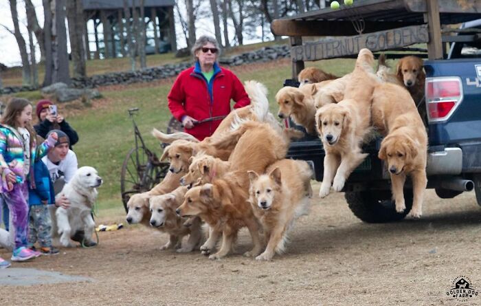 “People Cry Because They Are So Happy”: Visitors Flock To Experience The “Golden Retriever Hour” “People Cry Because They Are So Happy”: Visitors Flock To Experience The “Golden Retriever Hour”