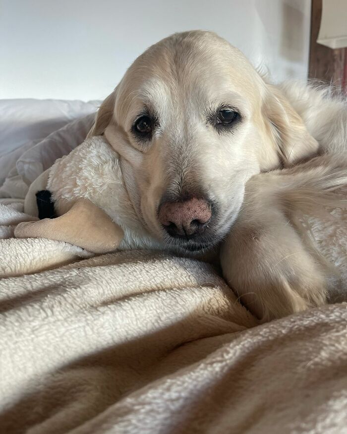 “People Cry Because They Are So Happy”: Visitors Flock To Experience The “Golden Retriever Hour” “People Cry Because They Are So Happy”: Visitors Flock To Experience The “Golden Retriever Hour”