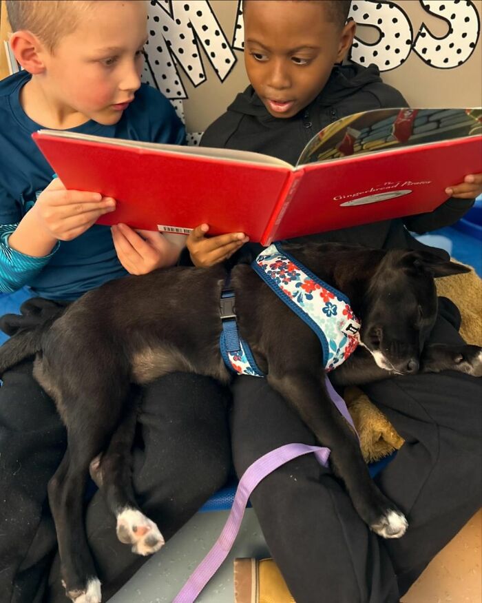 School Introduces Puppies To 1st Graders&rsquo; Reading Lesson, Soon Notices The Pupils Are Doing Better