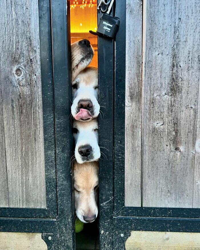 “People Cry Because They Are So Happy”: Visitors Flock To Experience The “Golden Retriever Hour” “People Cry Because They Are So Happy”: Visitors Flock To Experience The “Golden Retriever Hour”