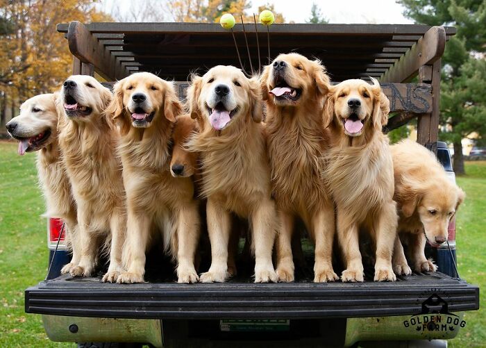 “People Cry Because They Are So Happy”: Visitors Flock To Experience The “Golden Retriever Hour” “People Cry Because They Are So Happy”: Visitors Flock To Experience The “Golden Retriever Hour”