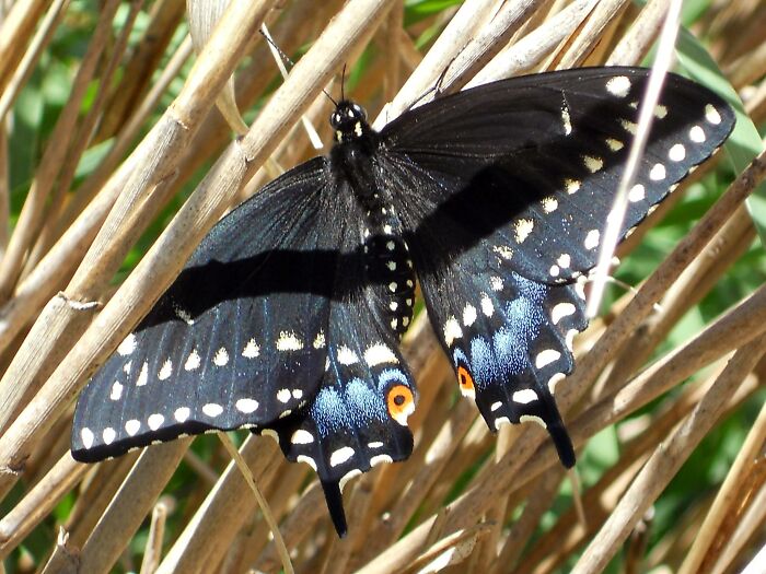Swallowtail Butterfly