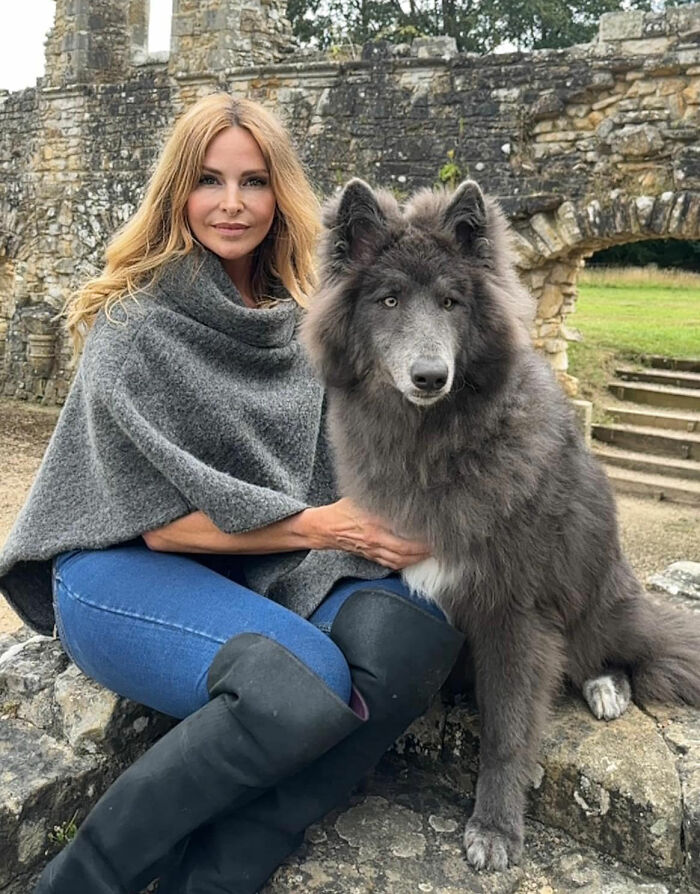 Woman Takes Care Of A Special Blue Wolf Dog, Notes That The Animal Does Not Suit Everyone